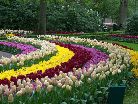 2 Unique Ways to Celebrate Spring Flowers in the U.S.