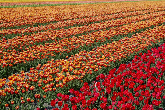 The Netherlands & Tulips